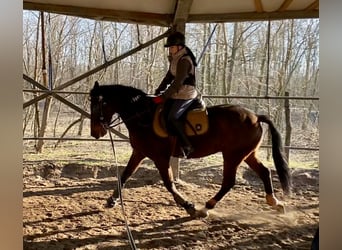 Hungarian Sport Horse Mix, Gelding, 8 years, 16 hh, Bay-Dark