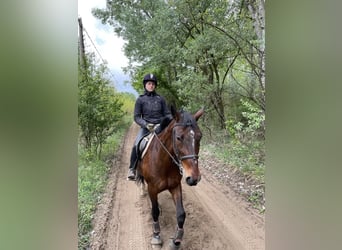 Hungarian Sport Horse Mix, Gelding, 8 years, 16 hh, Bay-Dark