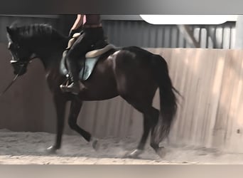 Hungarian Sport Horse, Gelding, 8 years, 16 hh, Black