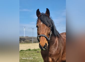 Hungarian Sport Horse, Gelding, 8 years, 16 hh, Brown