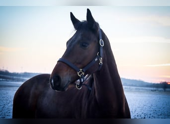 Hungarian Sport Horse, Gelding, 8 years, 16 hh, Brown