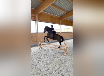 Hungarian Sport Horse, Gelding, 8 years, 16 hh, Brown