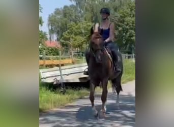 Hungarian Sport Horse, Gelding, 8 years, 16 hh, Chestnut-Red