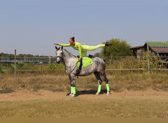 Hungarian Sport Horse Mix, Gelding, 8 years, 16 hh, Gray