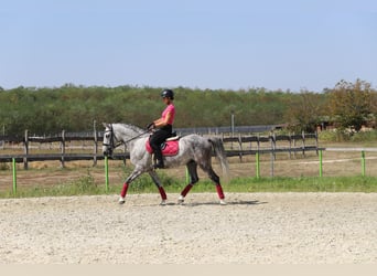 Ungarisches Sportpferd Mix, Wallach, 8 Jahre, 16 hh, Schimmel