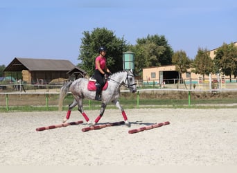 Ungarisches Sportpferd Mix, Wallach, 8 Jahre, 16 hh, Schimmel