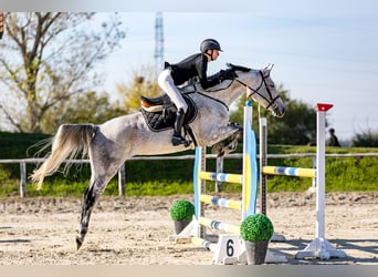 Hungarian Sport Horse, Gelding, 8 years, 16 hh, Gray