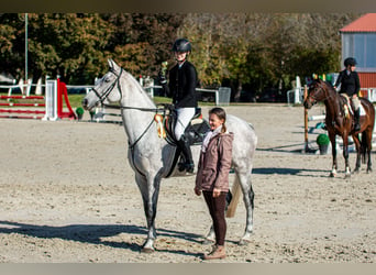 Hungarian Sport Horse, Gelding, 8 years, 16 hh, Gray