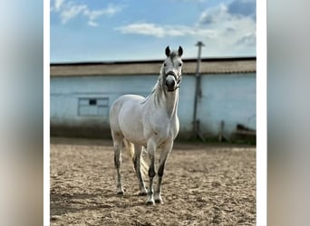 Hungarian Sport Horse Mix, Gelding, 8 years, 16 hh, Grey