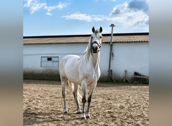 Hungarian Sport Horse Mix, Gelding, 8 years, 16 hh, Grey