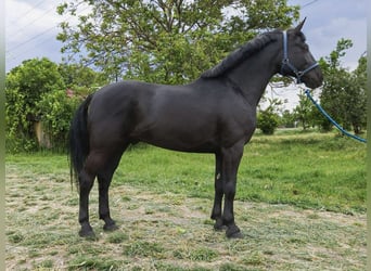 Hungarian Sport Horse, Gelding, 8 years, 16,1 hh, Black