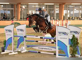 Hungarian Sport Horse, Gelding, 8 years, 16,1 hh, Brown