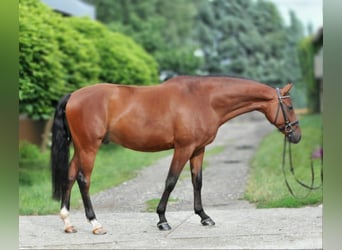Hungarian Sport Horse, Gelding, 8 years, 16,1 hh, Brown