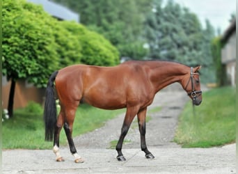 Hungarian Sport Horse, Gelding, 8 years, 16,1 hh, Brown