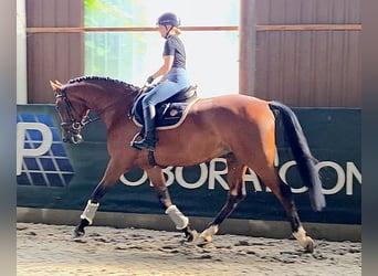 Hungarian Sport Horse, Gelding, 8 years, 16,1 hh, Brown