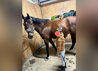 Hungarian Sport Horse, Gelding, 8 years, 16,1 hh, Brown