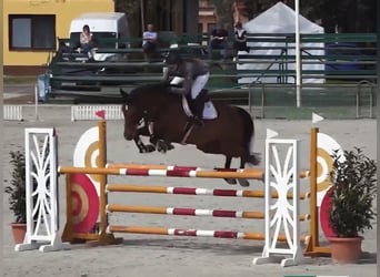 Hungarian Sport Horse, Gelding, 8 years, 16,1 hh, Brown