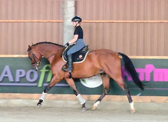 Hungarian Sport Horse, Gelding, 8 years, 16,1 hh, Brown
