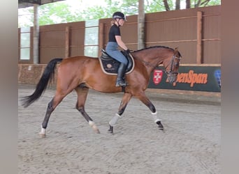 Hungarian Sport Horse, Gelding, 8 years, 16,1 hh, Brown