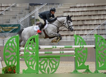 Hungarian Sport Horse, Gelding, 8 years, 16,1 hh, Gray