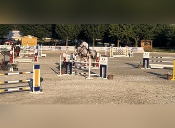 Hungarian Sport Horse, Gelding, 8 years, 16,1 hh, Gray