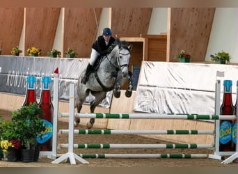 Hungarian Sport Horse, Gelding, 8 years, 16,1 hh, Grey