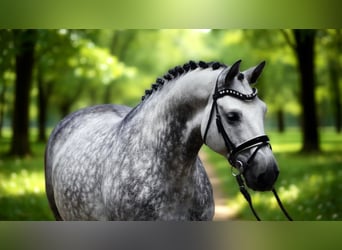 Hungarian Sport Horse, Gelding, 8 years, 16,1 hh, Grey
