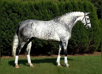 Hungarian Sport Horse, Gelding, 8 years, 16,1 hh, Grey