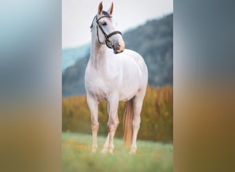 Hungarian Sport Horse, Gelding, 8 years, 17 hh, Grey