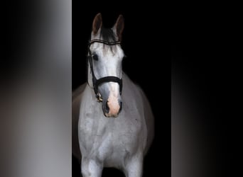 Hungarian Sport Horse, Gelding, 8 years, 17 hh, Grey