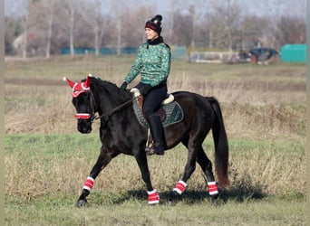 Hungarian Sport Horse Mix, Gelding, 9 years, 14,2 hh, Black