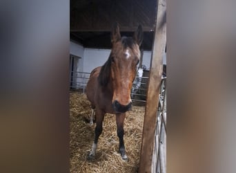 Hungarian Sport Horse, Gelding, 9 years, 15,1 hh, Chestnut-Red