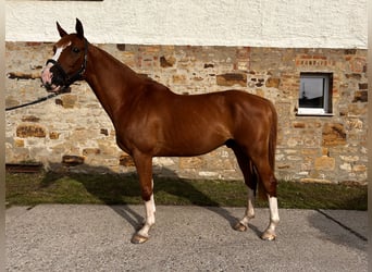 Hungarian Sport Horse, Gelding, 9 years, 15,3 hh