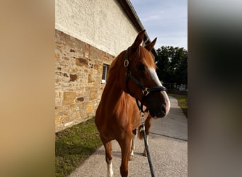 Hungarian Sport Horse, Gelding, 9 years, 15,3 hh