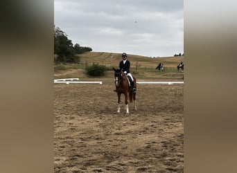 Hungarian Sport Horse, Gelding, 9 years, 15,3 hh