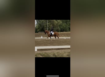 Hungarian Sport Horse, Gelding, 9 years, 15,3 hh
