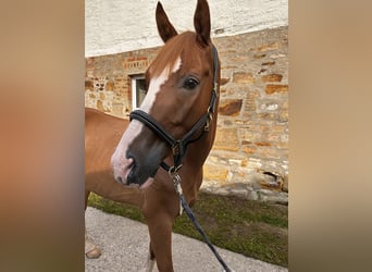 Hungarian Sport Horse, Gelding, 9 years, 15,3 hh