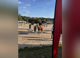Hungarian Sport Horse, Gelding, 9 years, 15,3 hh