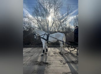 Hungarian Sport Horse, Gelding, 9 years, 16.1 hh, Grey