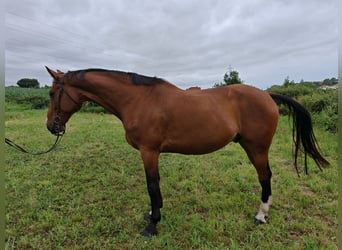 Hungarian Sport Horse, Gelding, 9 years, 16.2 hh, Brown