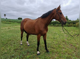 Hungarian Sport Horse, Gelding, 9 years, 16.2 hh, Brown