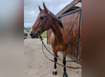 Hungarian Sport Horse, Gelding, 9 years, 16.2 hh