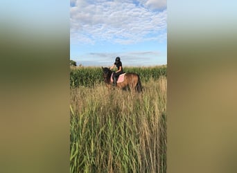 Hungarian Sport Horse, Gelding, 9 years, 16 hh, Brown