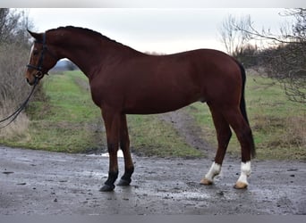 Hungarian Sport Horse, Gelding, 9 years, 16,1 hh, Bay