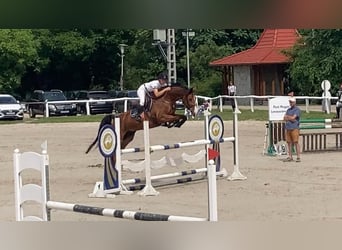 Hungarian Sport Horse, Gelding, 9 years, 16,2 hh, Bay