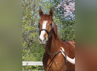Hungarian Sport Horse, Gelding, 9 years, 17.3 hh, Chestnut-Red