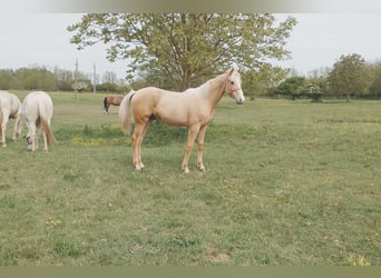 Hungarian Sport Horse, Gelding, Foal (01/2026), 15.1 hh, Palomino