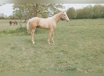 Hungarian Sport Horse, Gelding, Foal (01/2026), 15.1 hh, Palomino