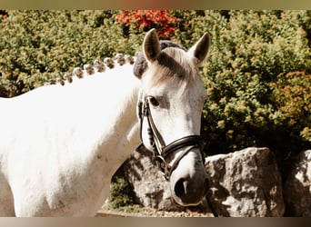 Hungarian Sport Horse, Mare, 10 years, 13.2 hh, White