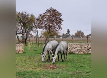 Hungarian Sport Horse, Mare, 10 years, 15 hh, Grey